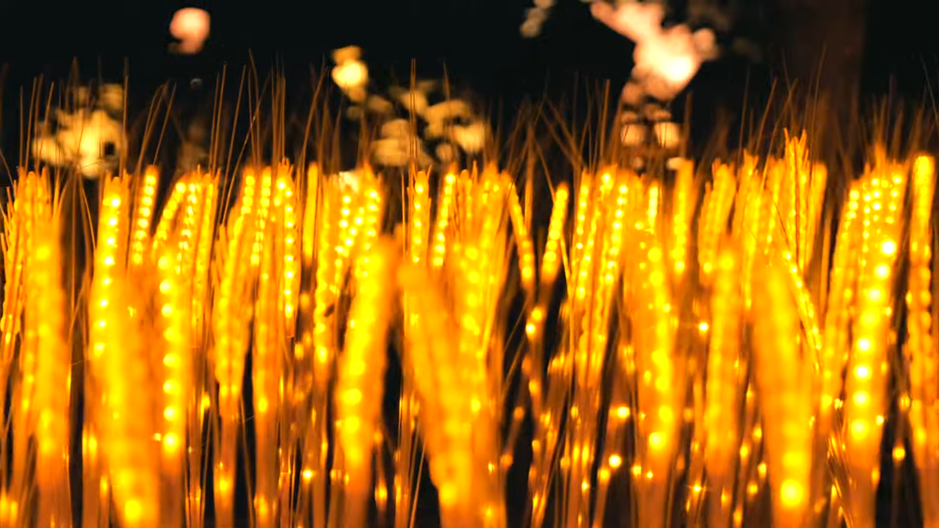 L’Odyssée Lumineuse : une promenade féérique en famille au Parc Floral de Paris