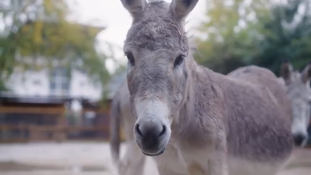 Sortie en famille à la ferme de la Villette au cœur de Paris